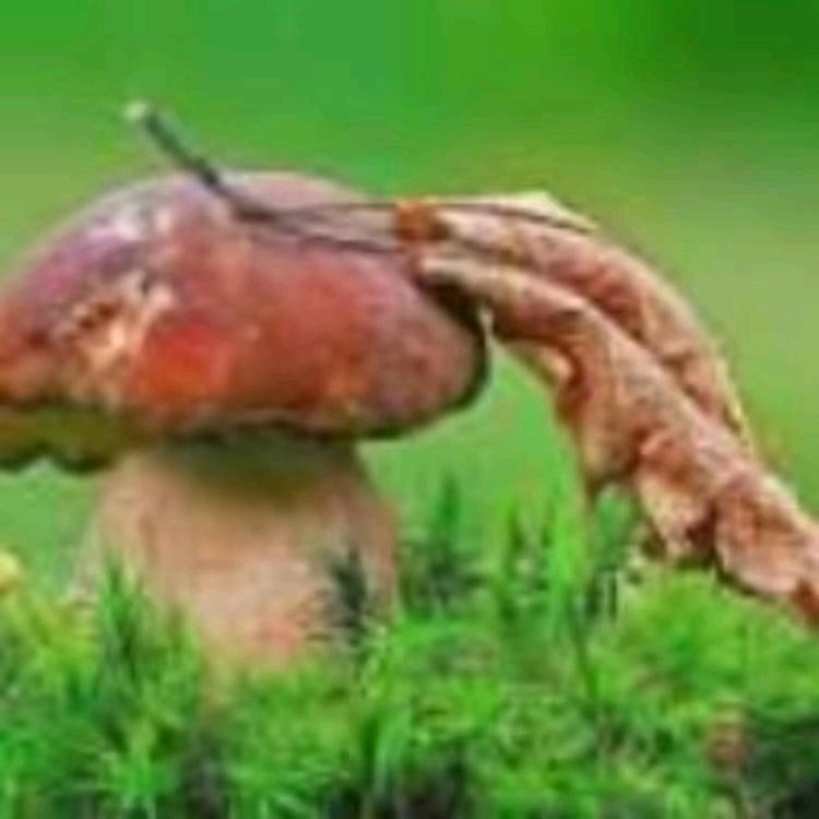 知足