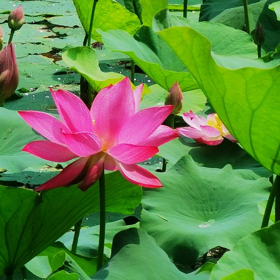 富贵再临门🌻