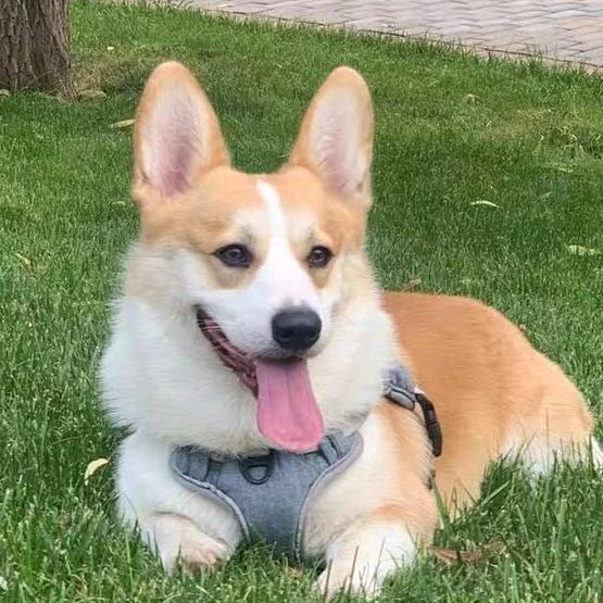 🐶小短腿的快乐生活