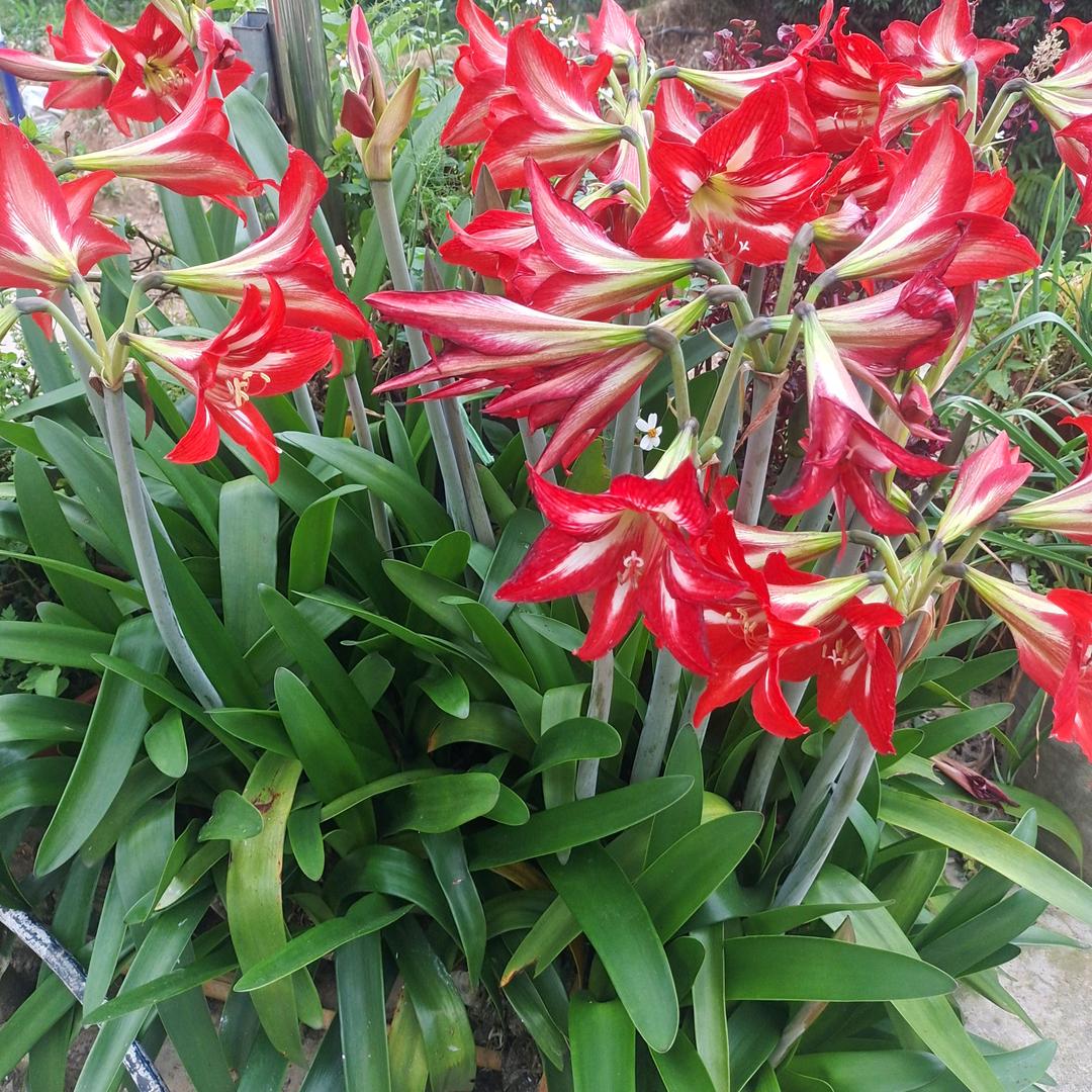 飞花
