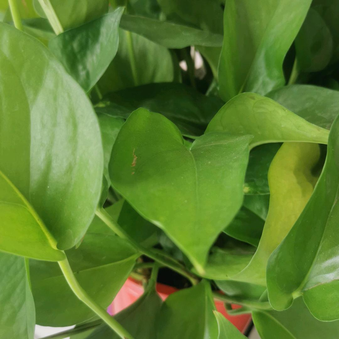 赵玲吖（筹备）