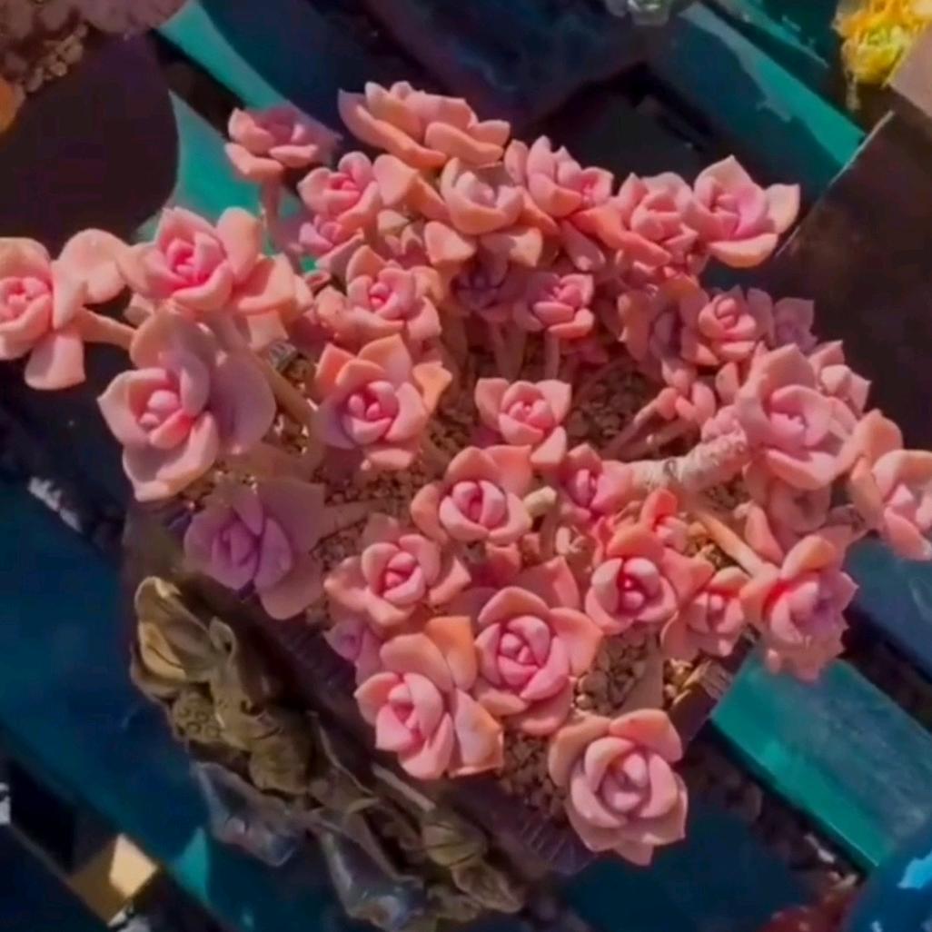 清心萌肉