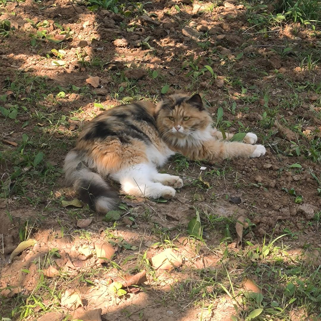 ꧁💞᪲ღ᭄心已💔上锁💞᪲ღ᭄