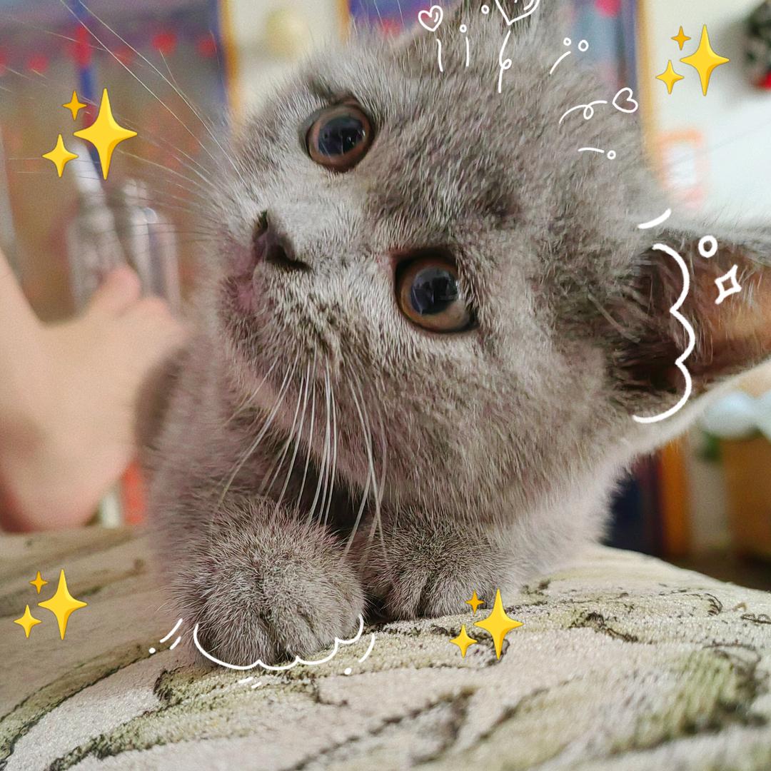 一只猫⫍ ⃢👁ܫ👁⃢