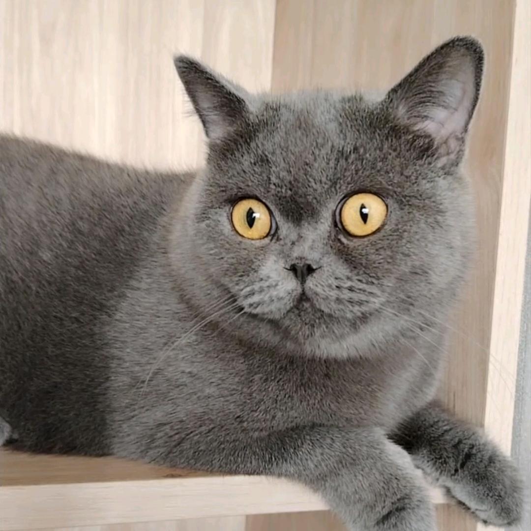 薇薇是只猫