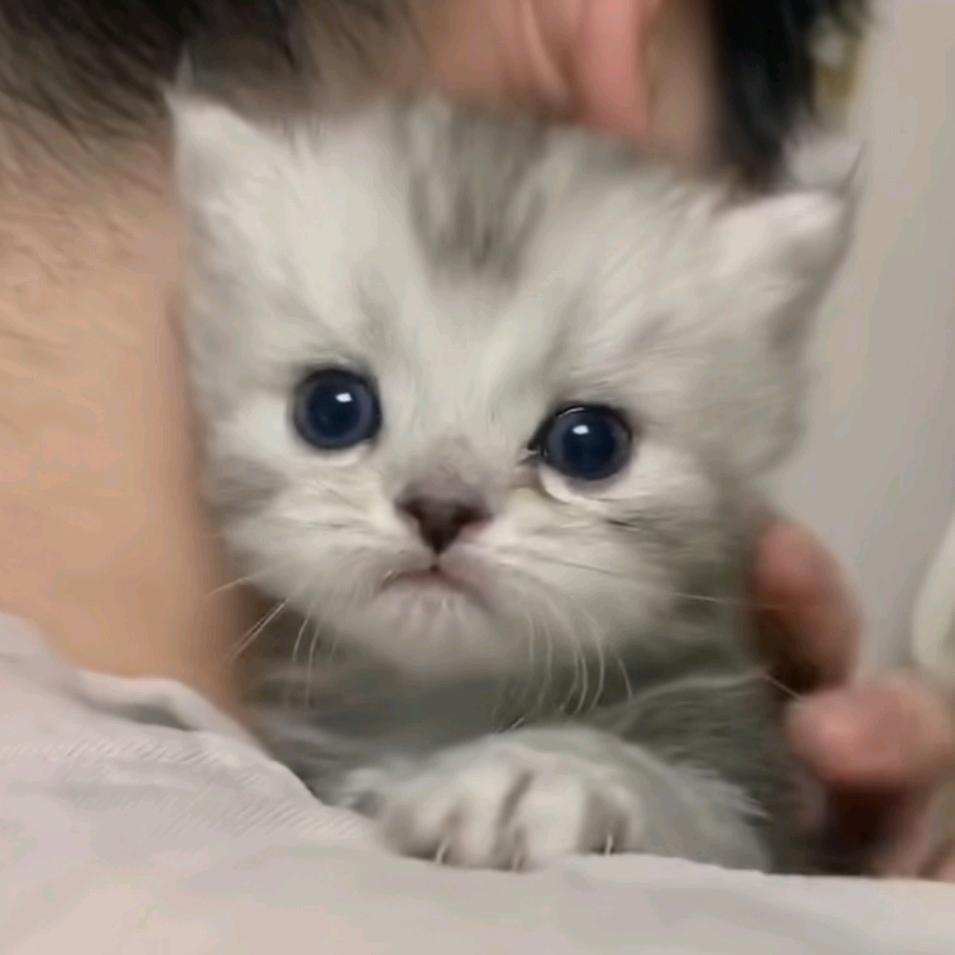 小薯