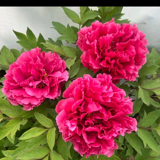 风声水起靠自己