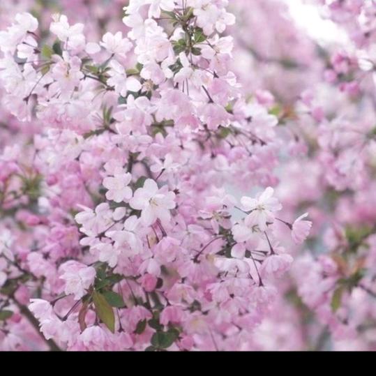 《桃花依旧》