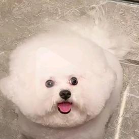 绿巨人