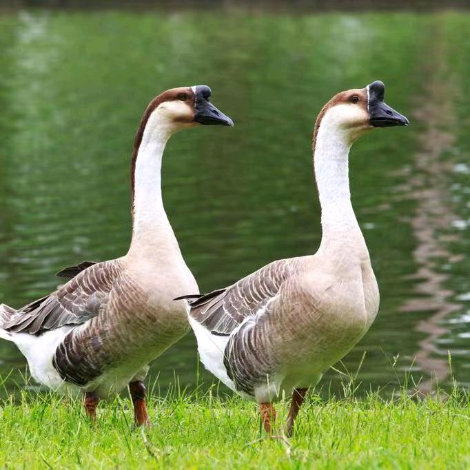 鹅行天下 羽冠全球