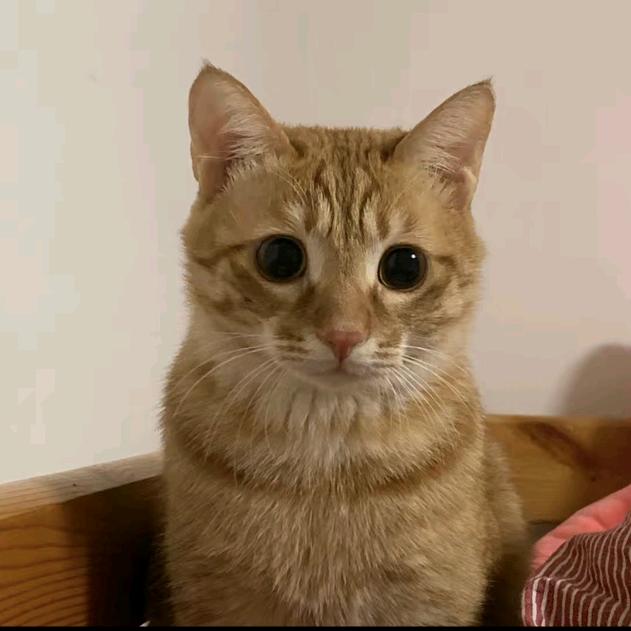 小冰爱拼豆（拼豆挂件订制）