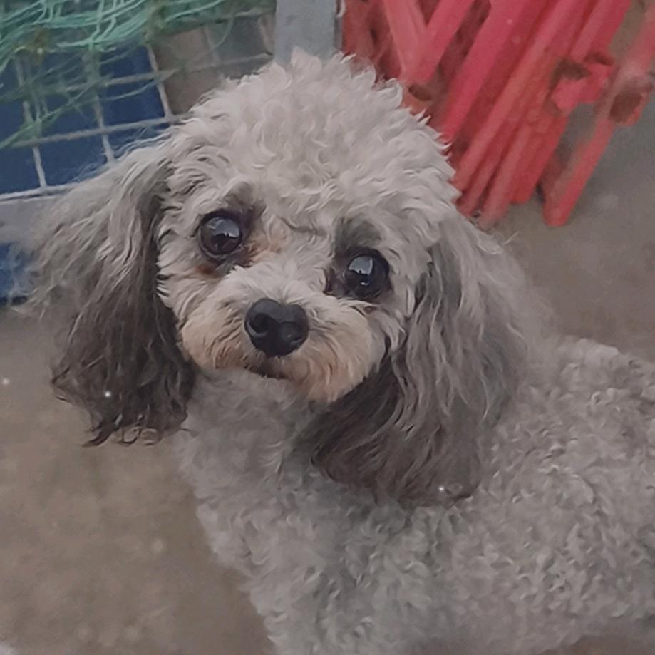 喜乐年华。家有灰泰迪，比熊