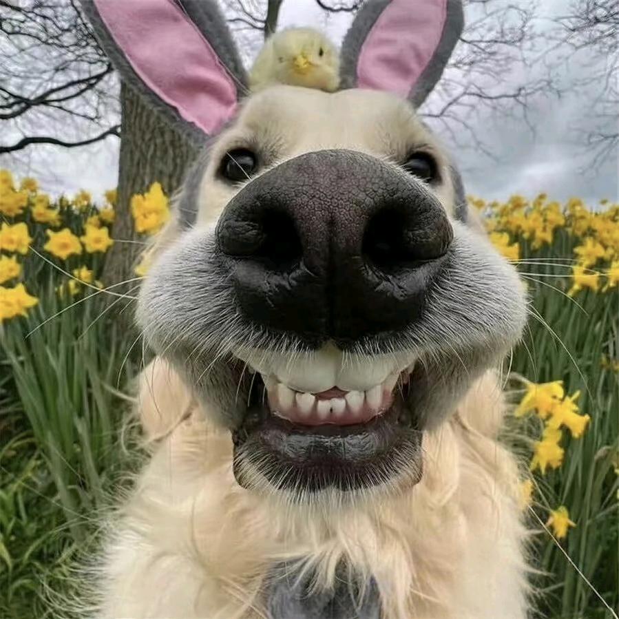 🍇玛卡巴卡🍛🍊🍆  🐮❤️