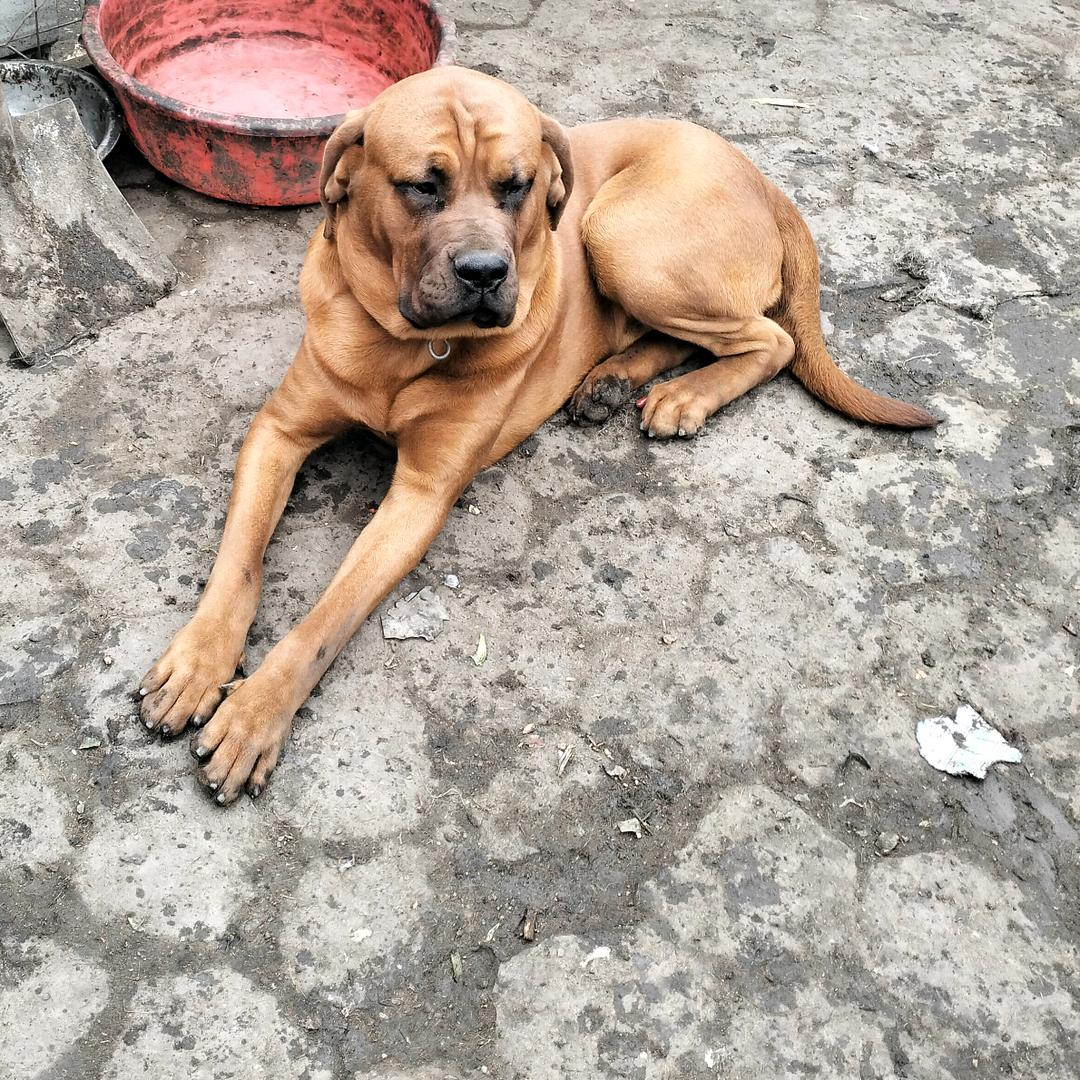 小二哥犬业㊖㊖