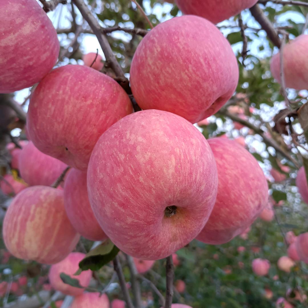 黄陵萍果姑娘🍎🍎