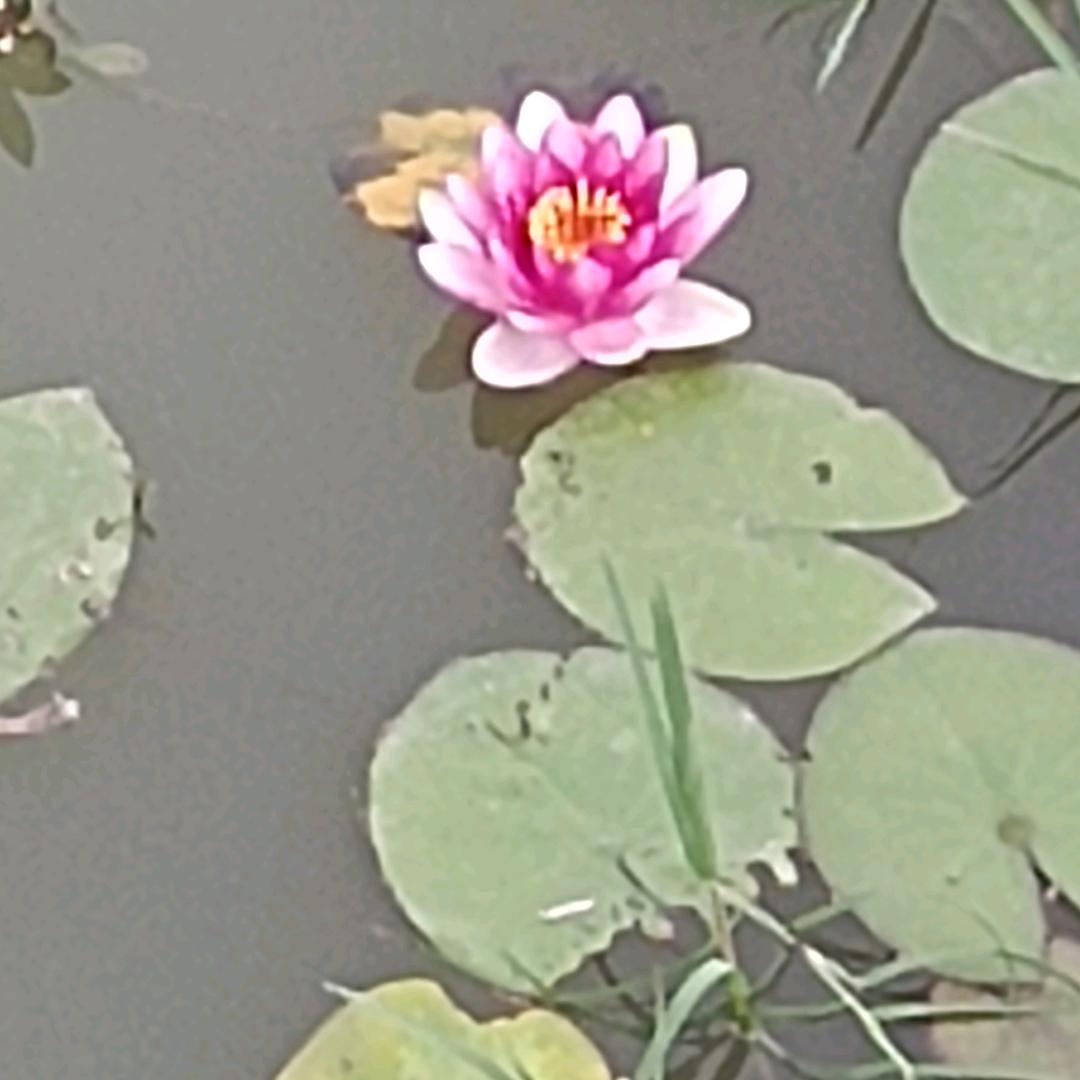 添压嗨脚