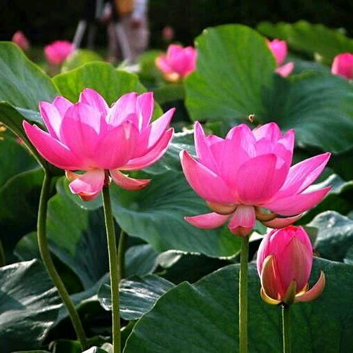 相识是缘🌺🌻🌹🎄🍎