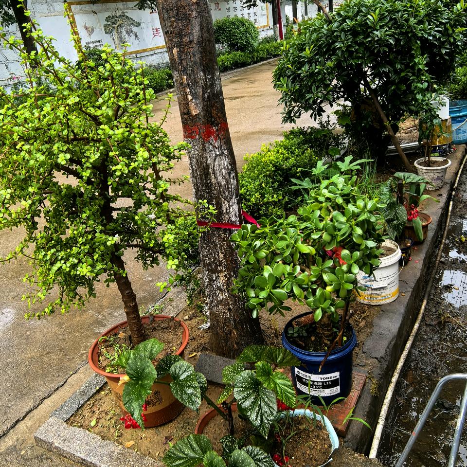 董雪