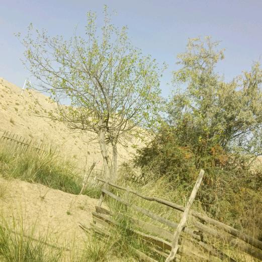 华子姐聊天主播