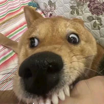 悄咪咪把你们豆沙了