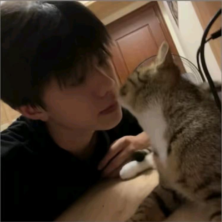 不吃猫的鱼