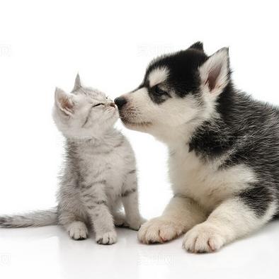 一对猫犬宠物坊