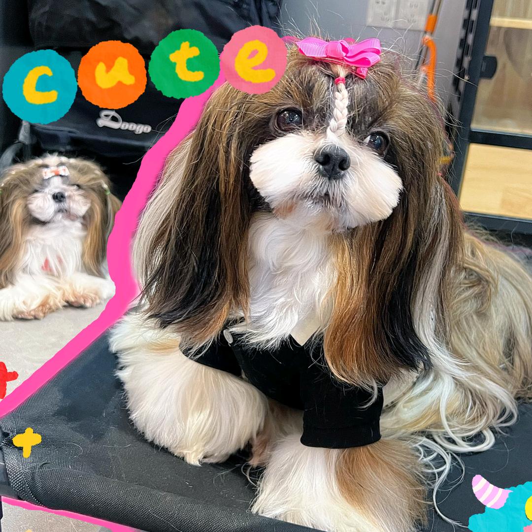 上海爱爪会宠物用品有限公司