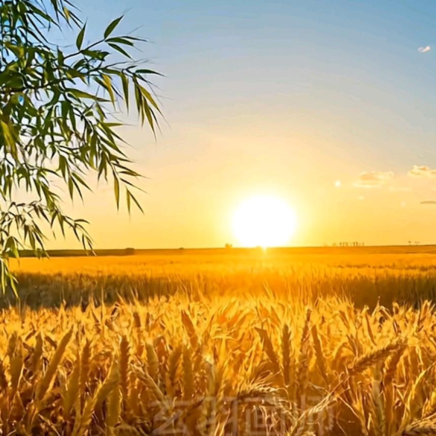 鑫玉农-以农为本