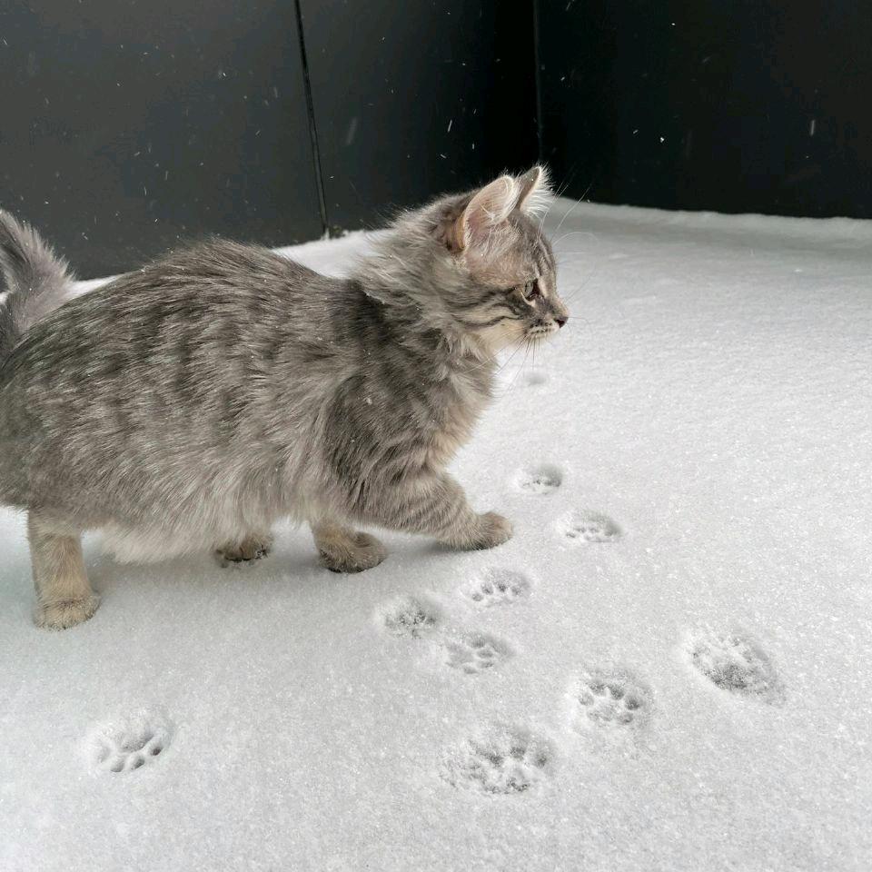 秋水炖梨花