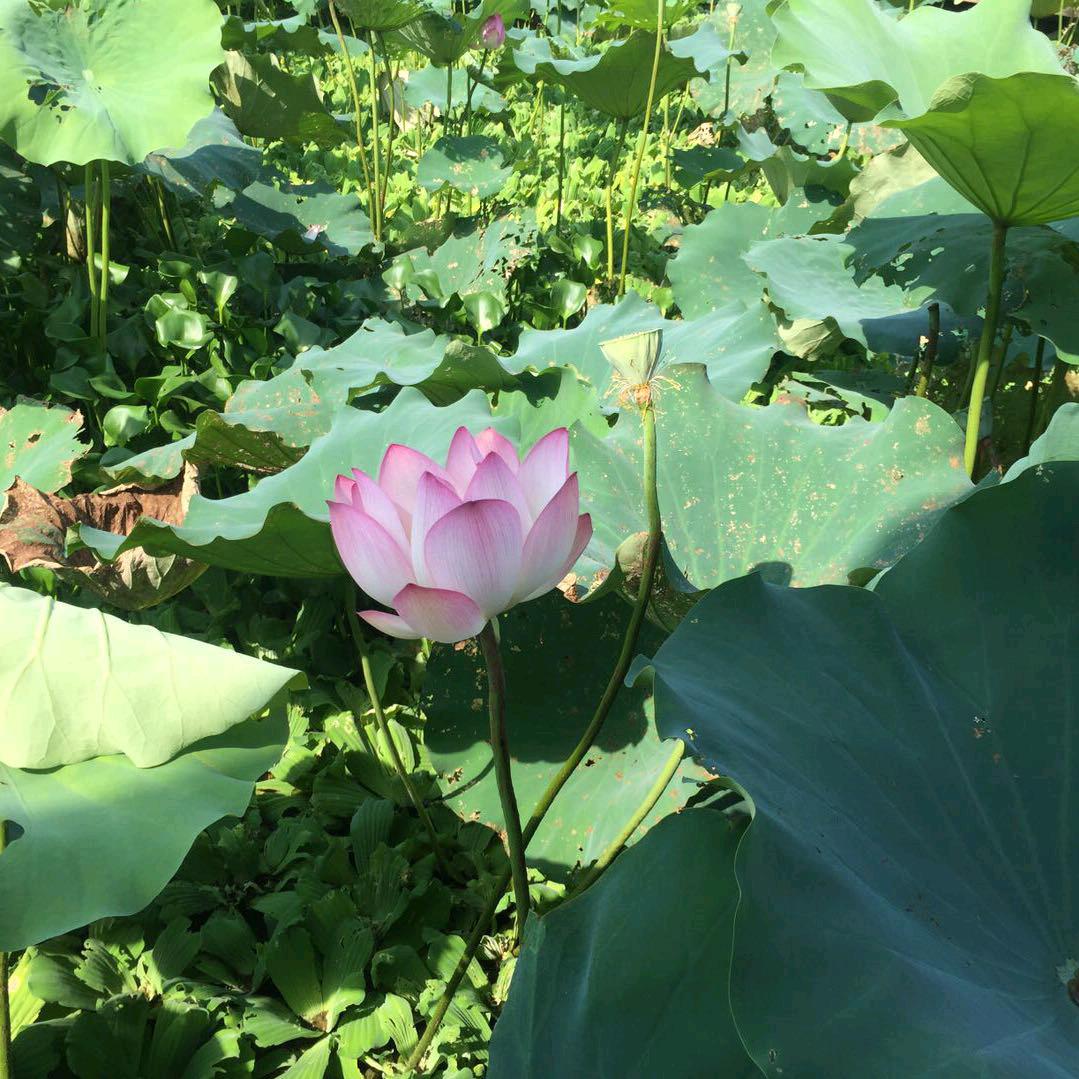 樱花树下的一抹温柔~