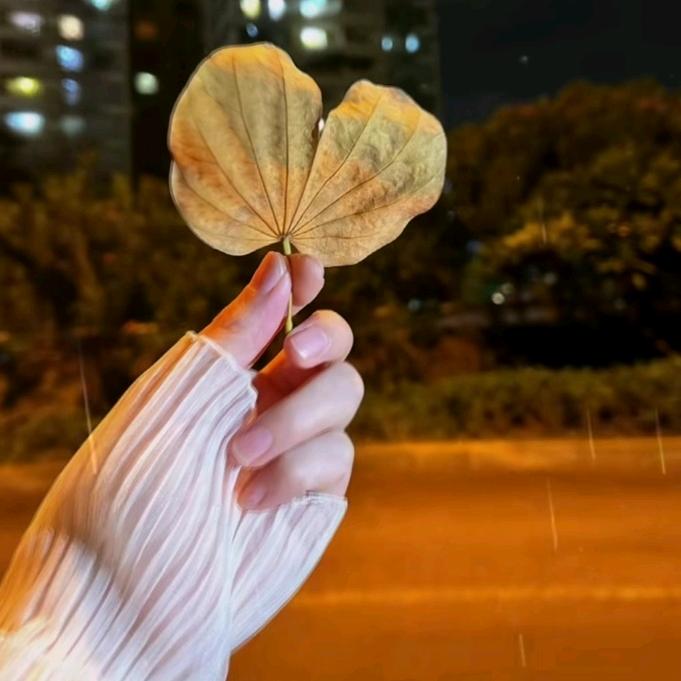 淡雅清风