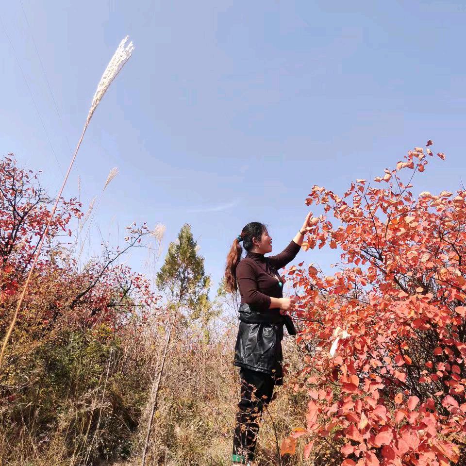 绿萝花