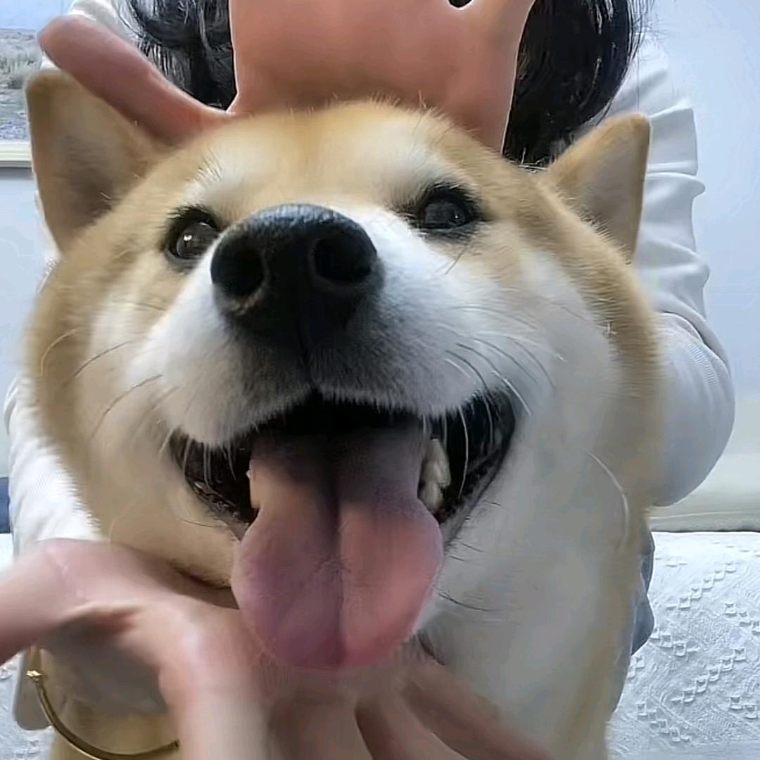旋风霹雳🐷