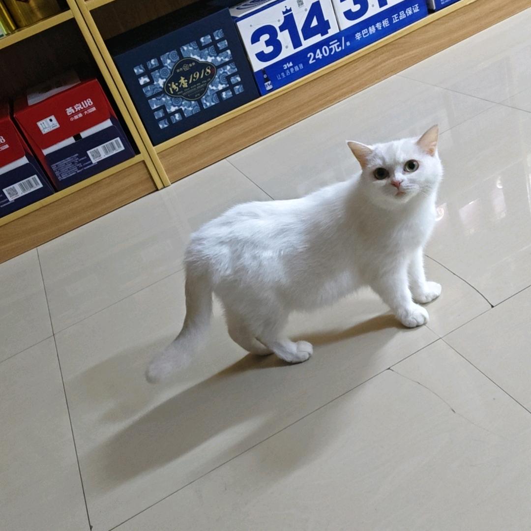 甘蔗