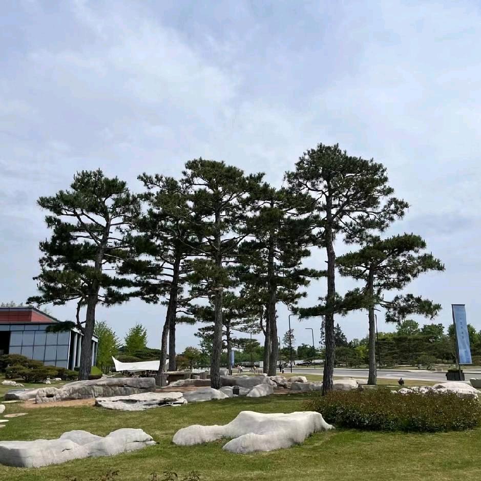 潢川县绿城园林绿化苗木