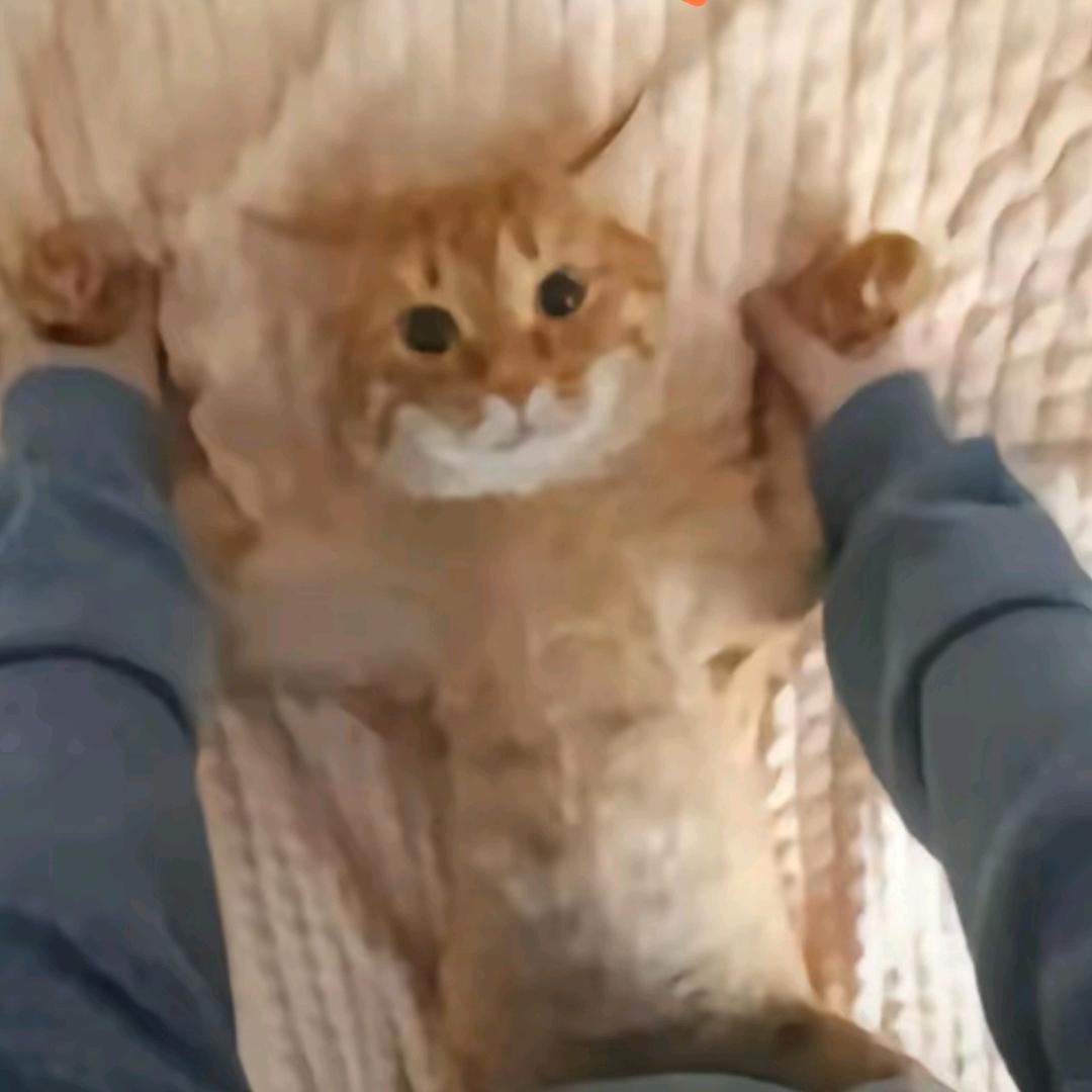 提拉米苏ʕ̯•͡˔•̯᷅ʔl