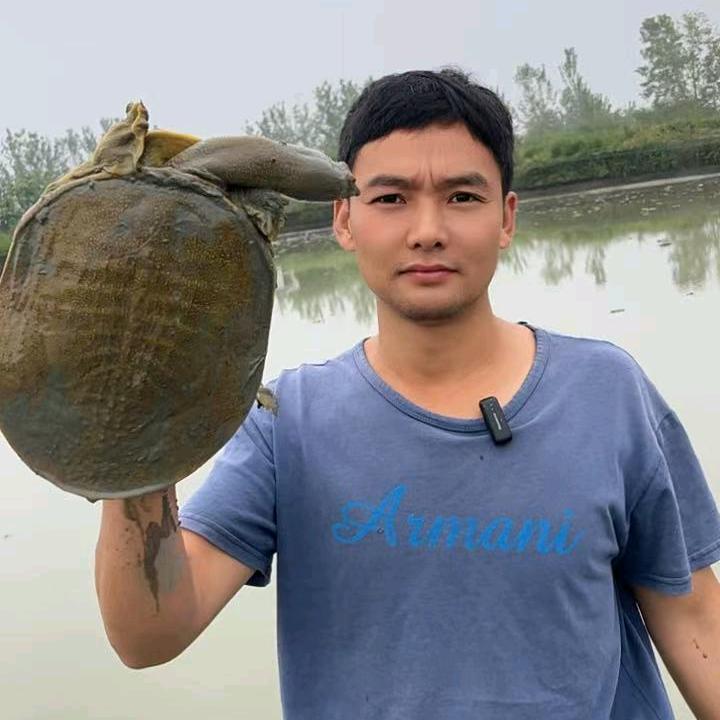 江哥家的甲鱼