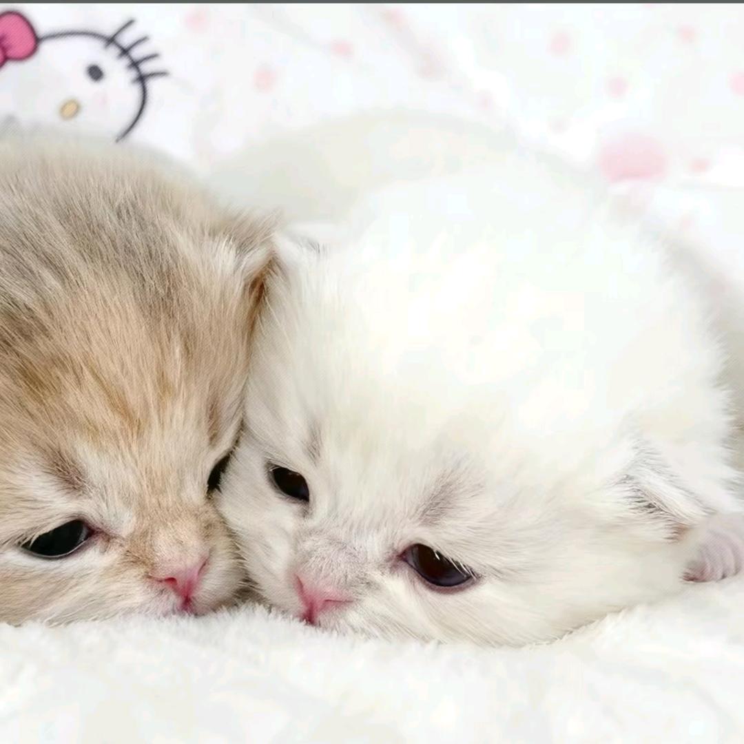 你行你来叫小羽
