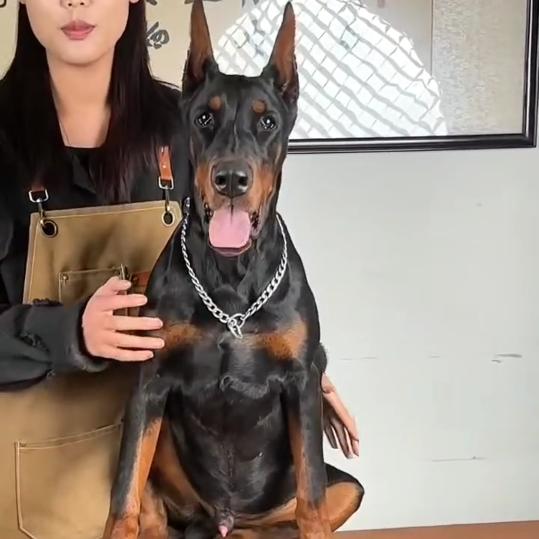 谈成宠物