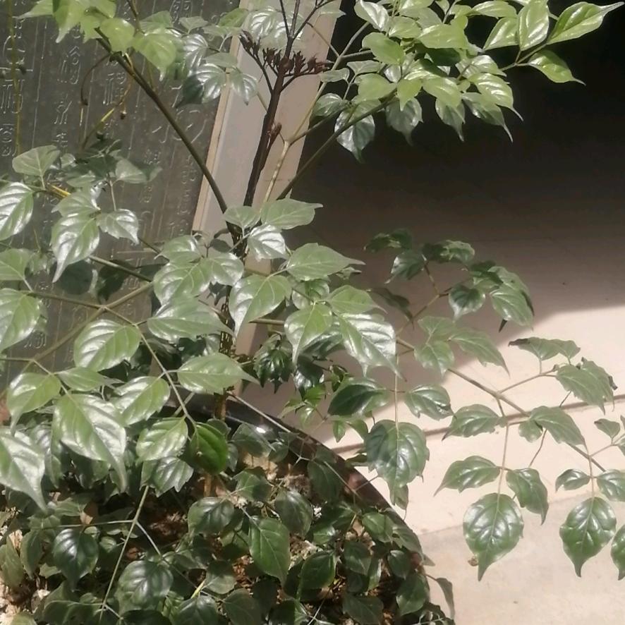零下一度