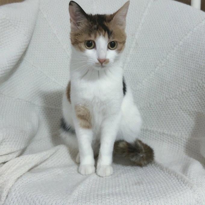 飞龙