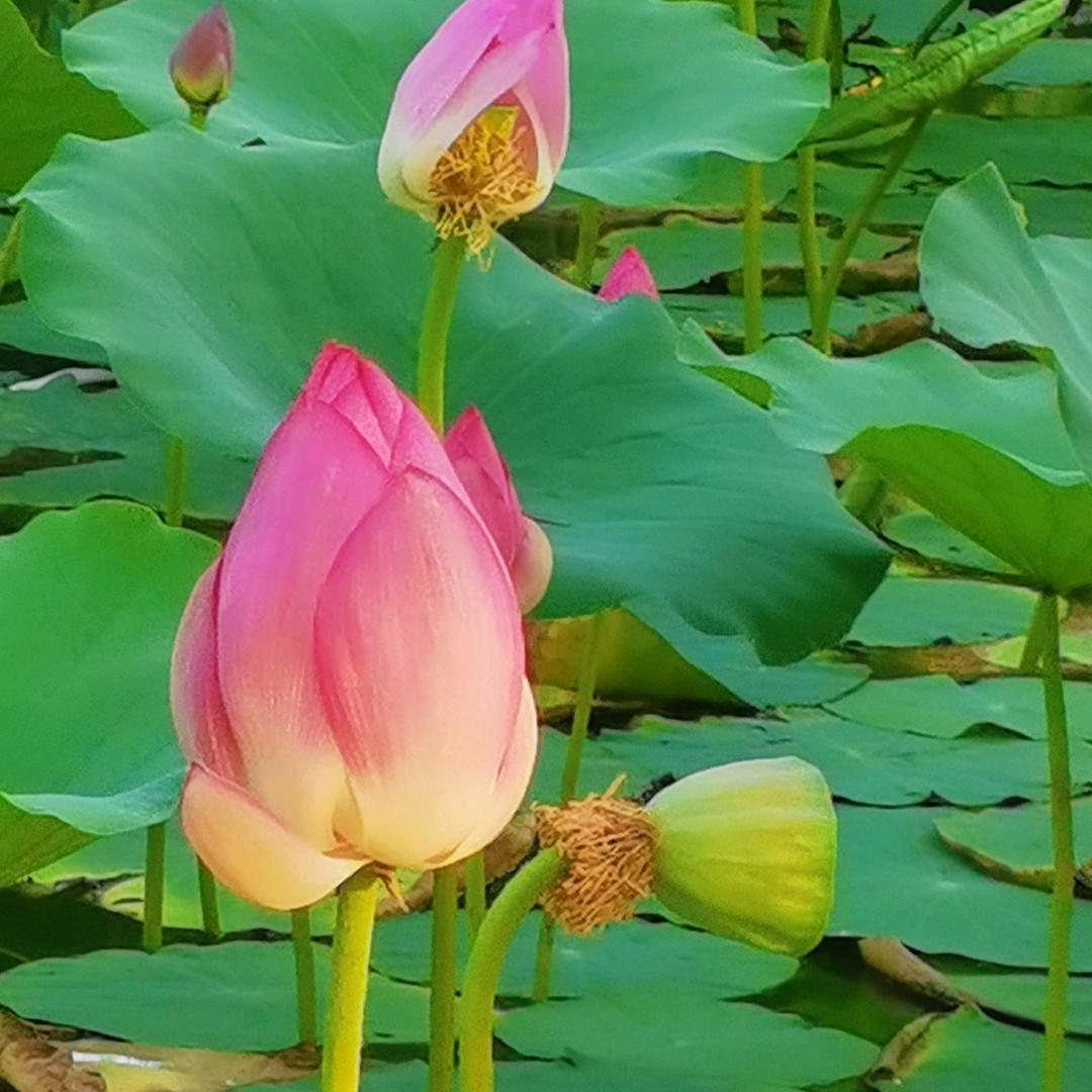 源宝