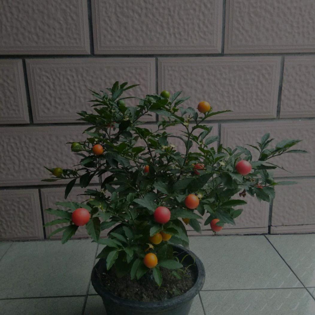 野果子