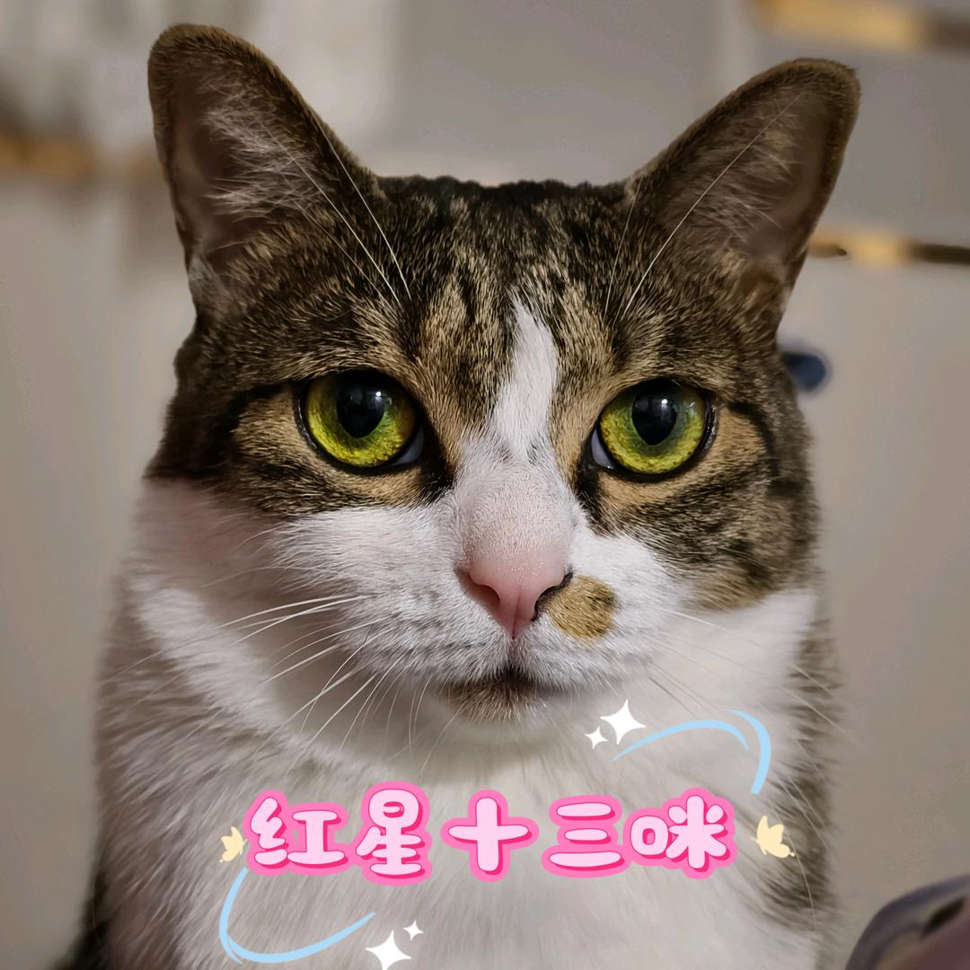 红星十三啾咪