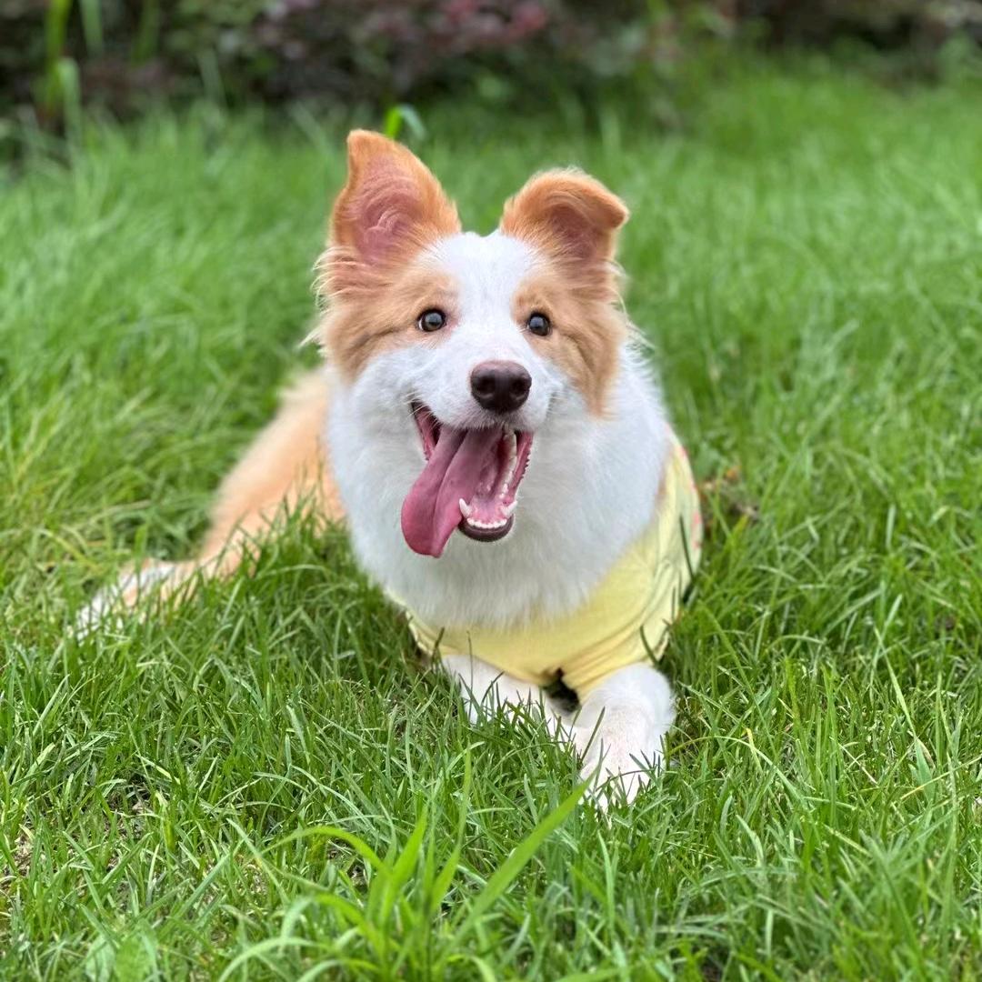 🍭棉花糖的哥哥登场～