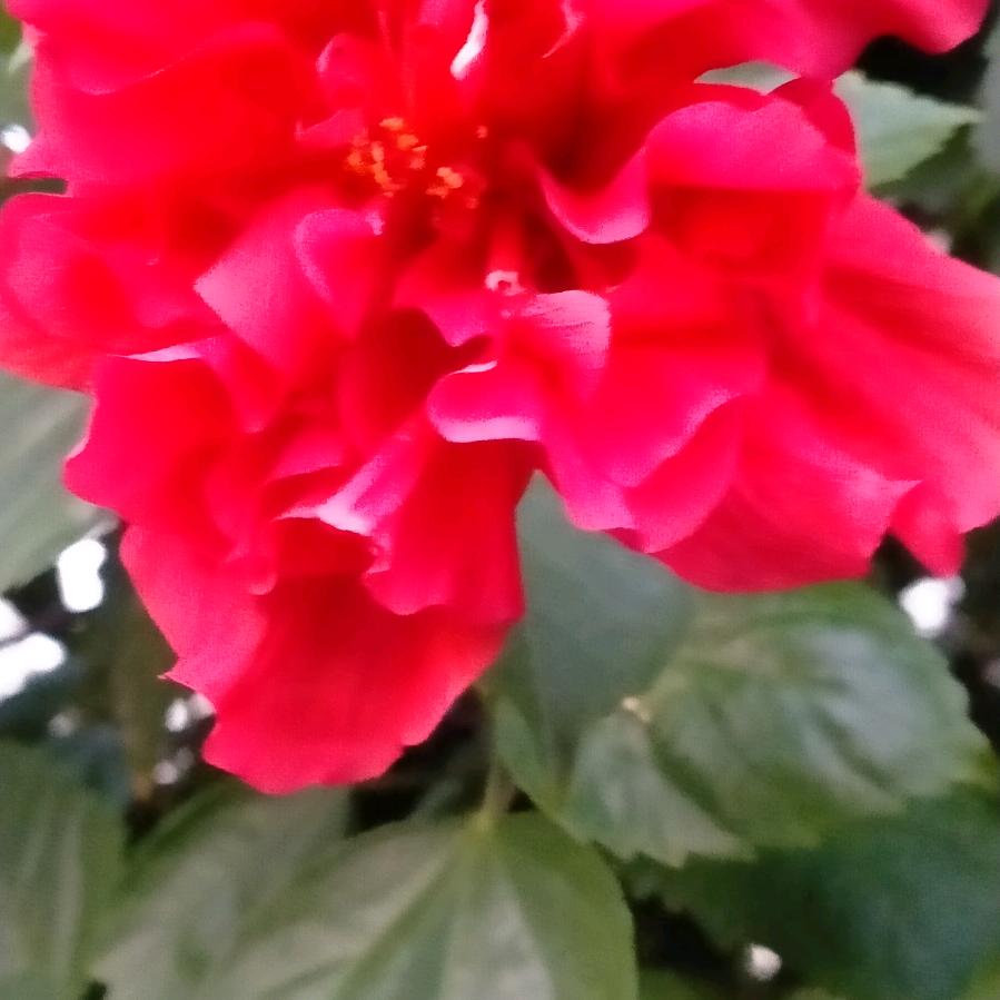 芝