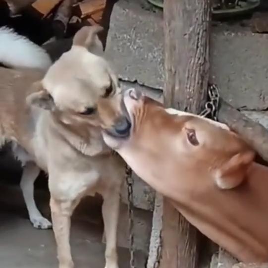 阿狼不油腻