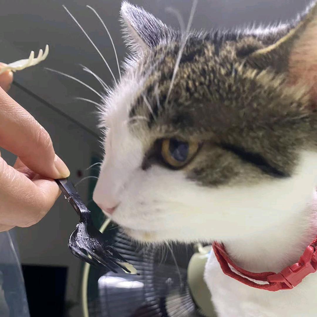 猫咪欢欢