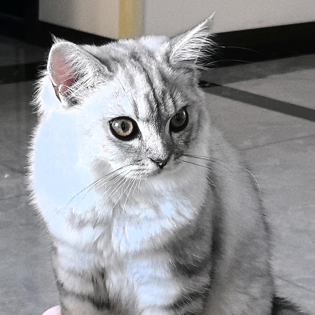 小虎猫猫😸