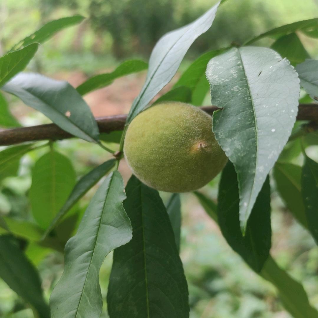 🌹骗子🕊️💋